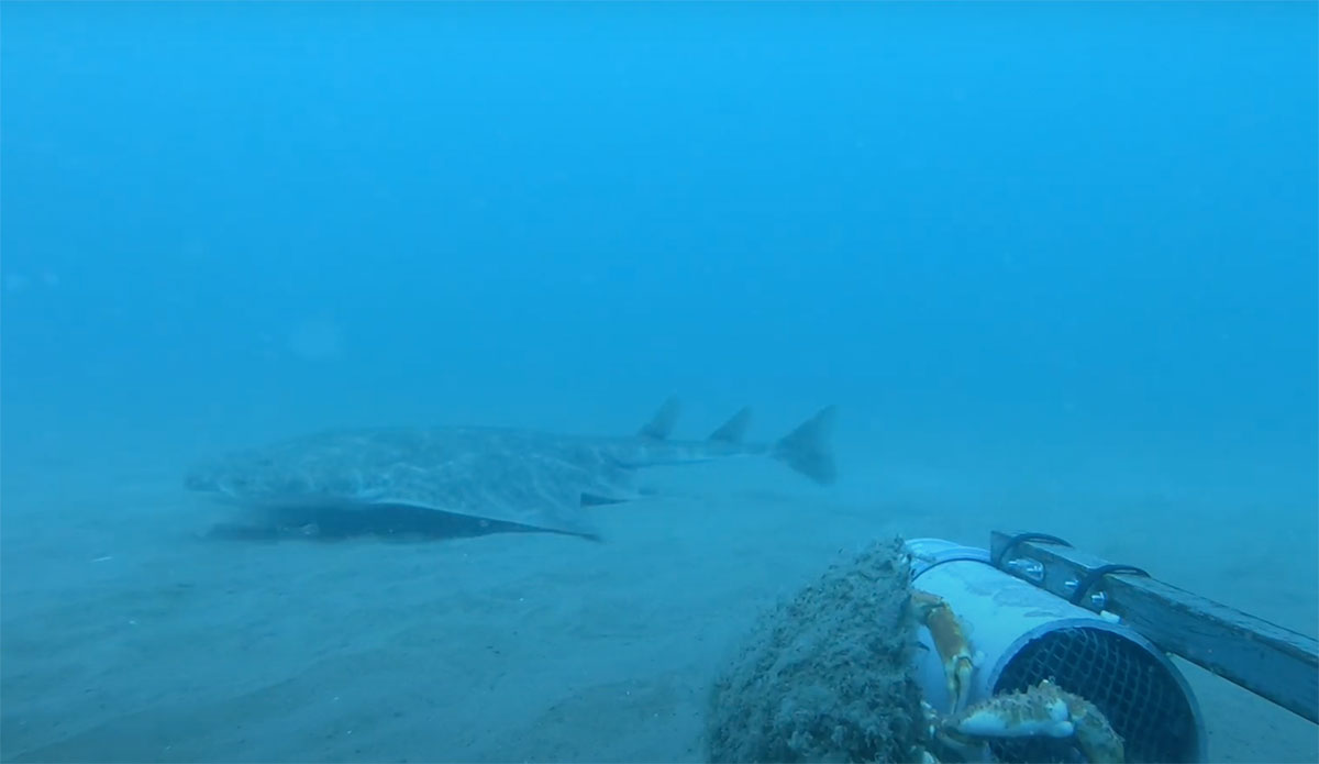 angel shark footage