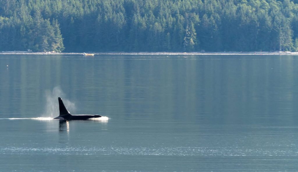 northern resident killer whale
