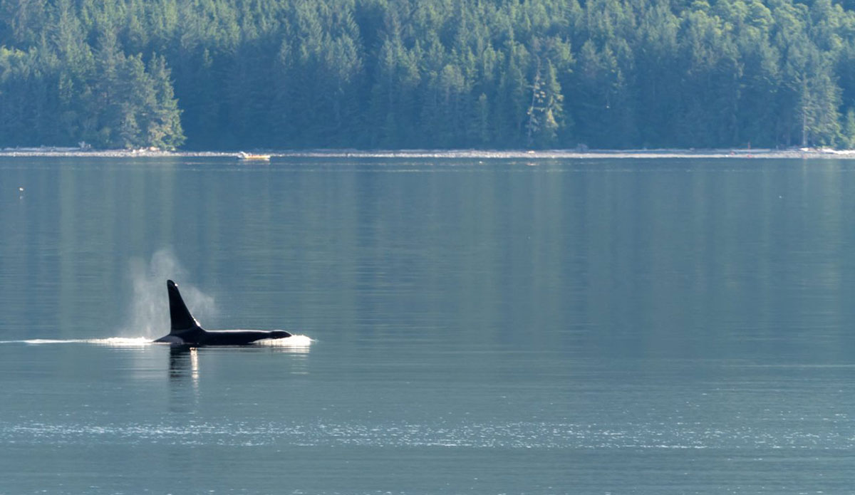 northern resident killer whale