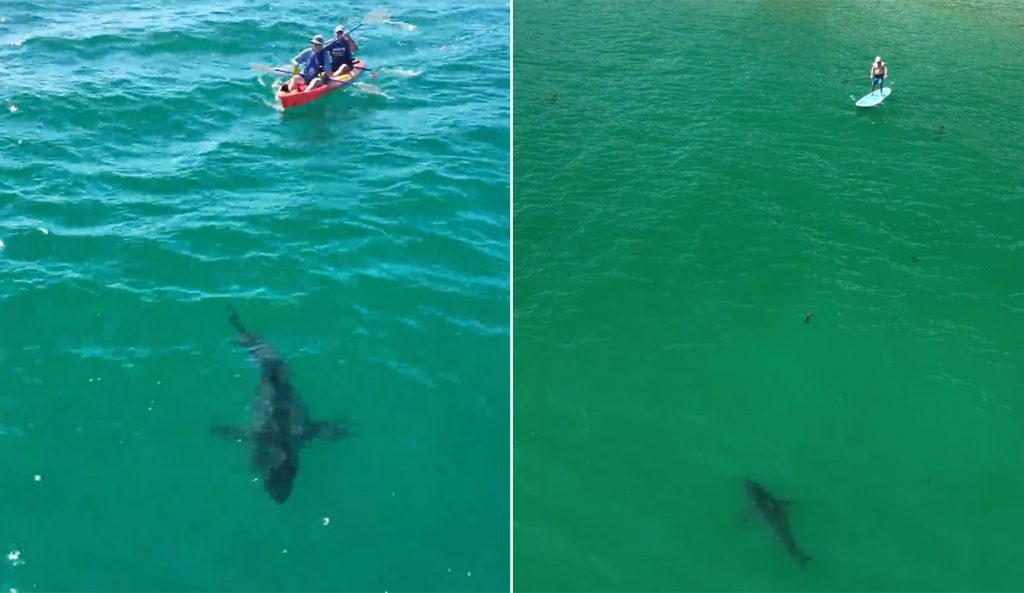 July Great white sharks Southern California