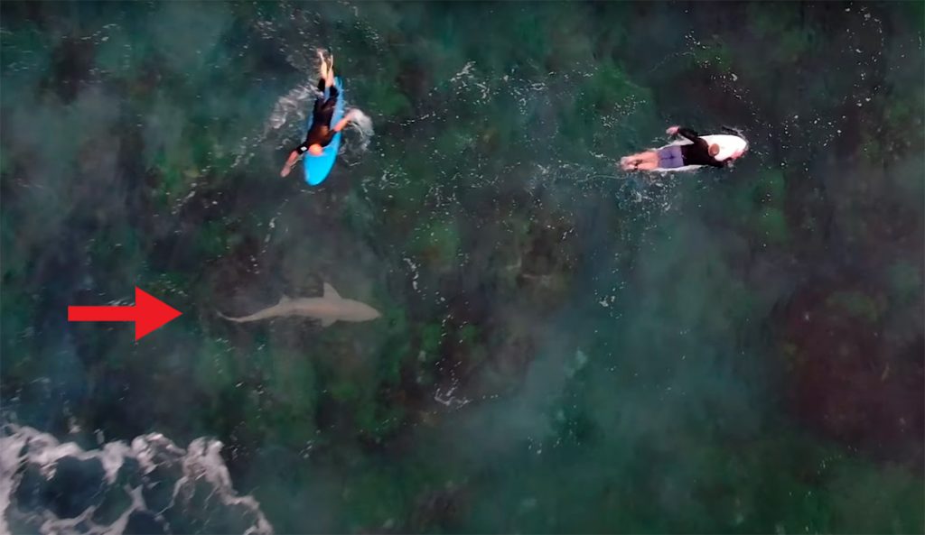 Drone Captures Footage of People's Reactions When They Notice Sharks In the Ocean