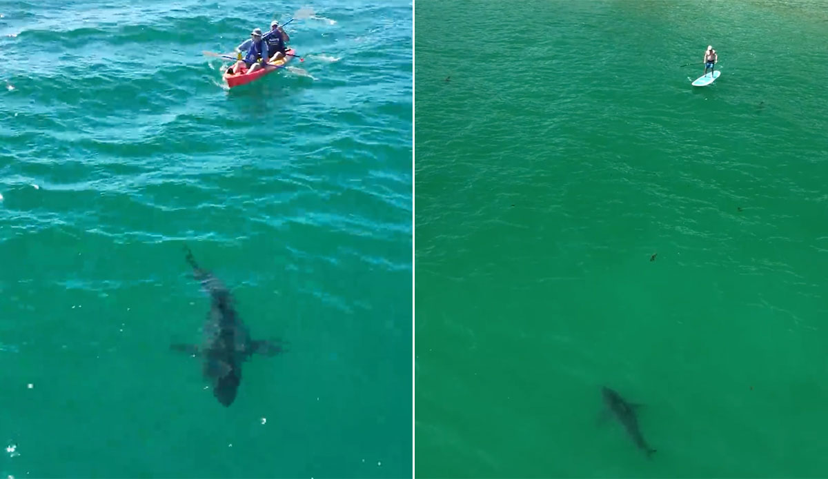 July Great white sharks Southern California