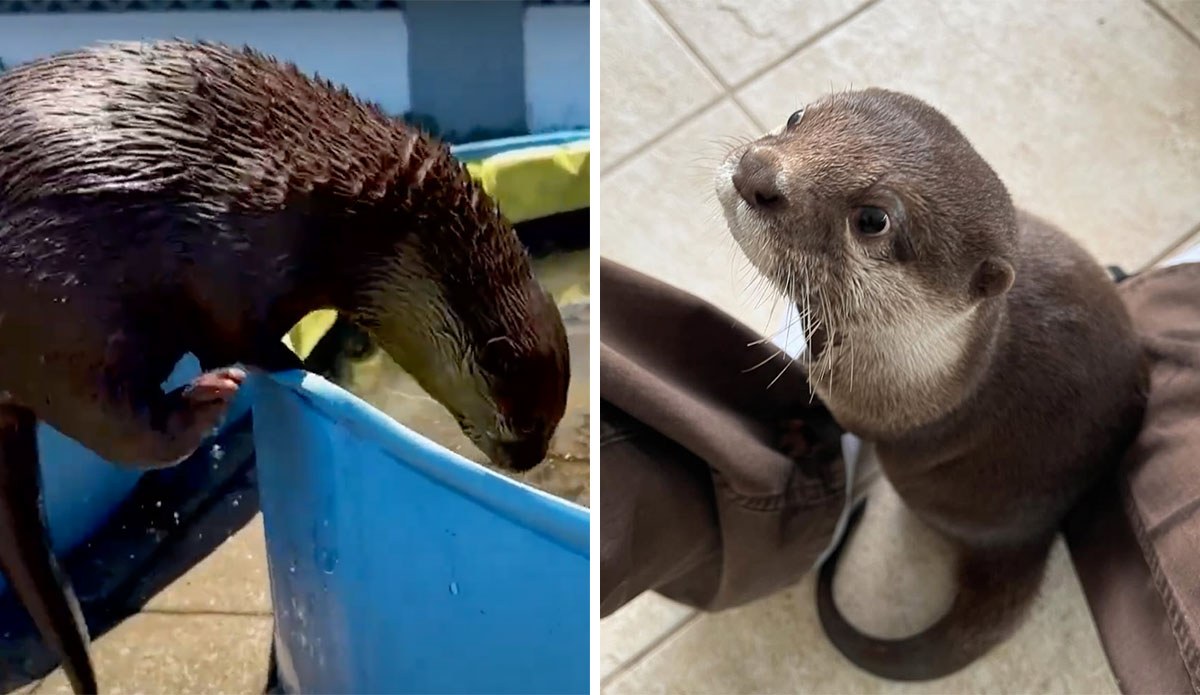 Splash the otter
