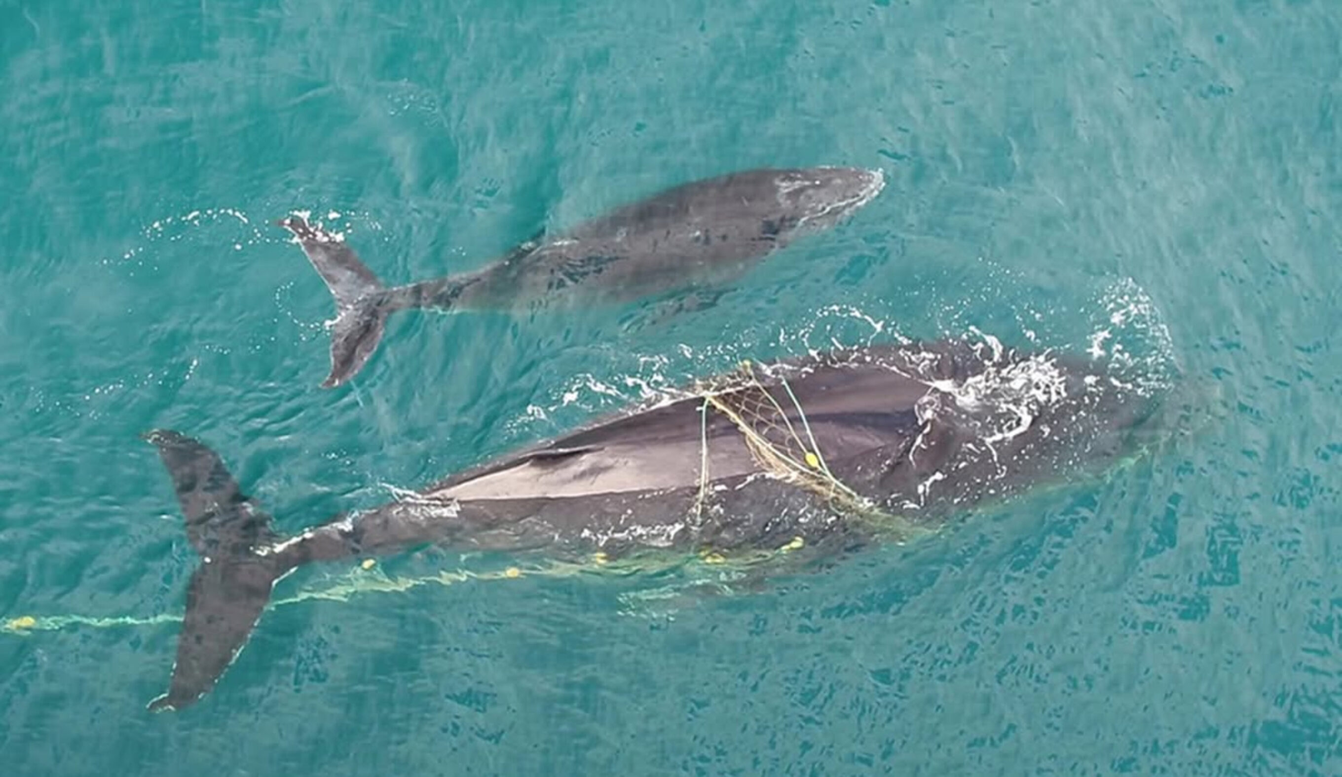 Photo: Sea Shepherd Australia // Facebook