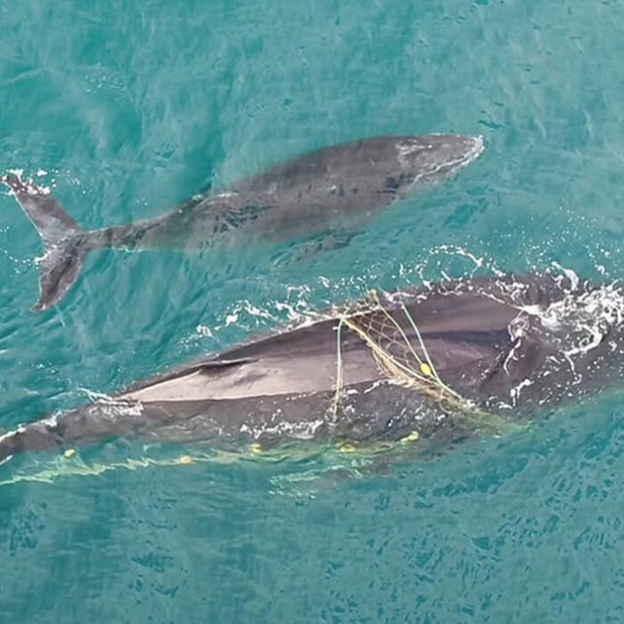 Photo: Sea Shepherd Australia // Facebook