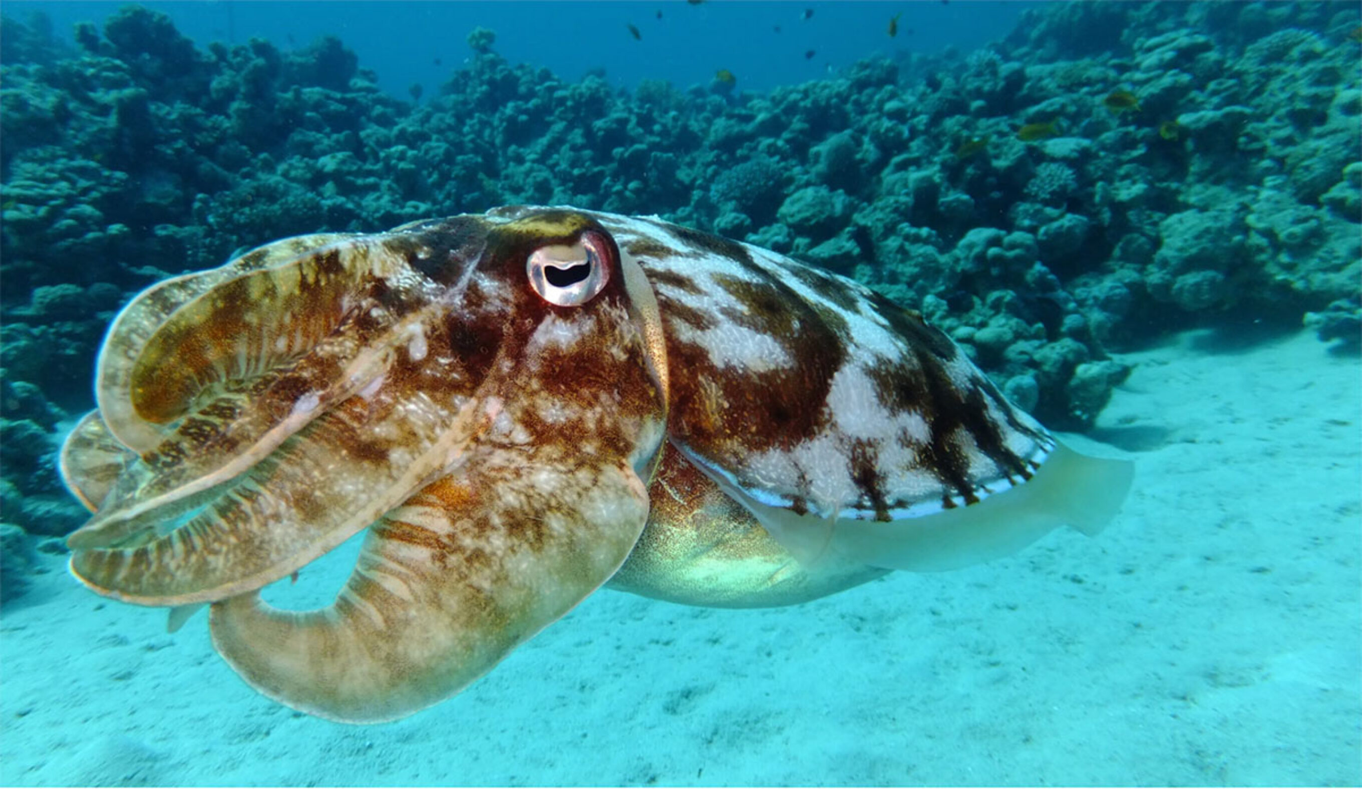 cuttlefish swimming in the ocean