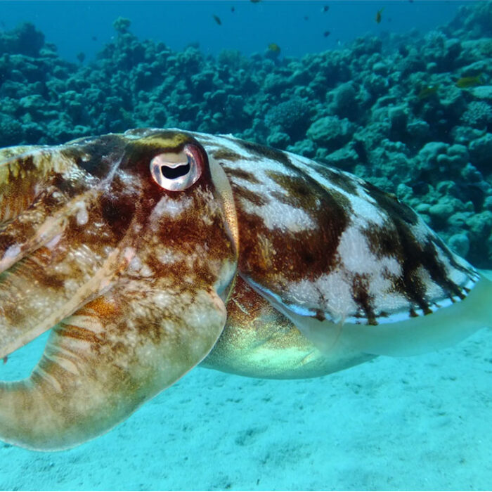 cuttlefish swimming in the ocean