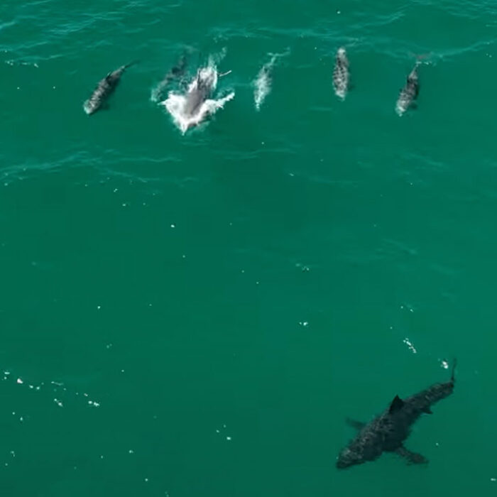 Dolphins chasing a great white shark in Southern California