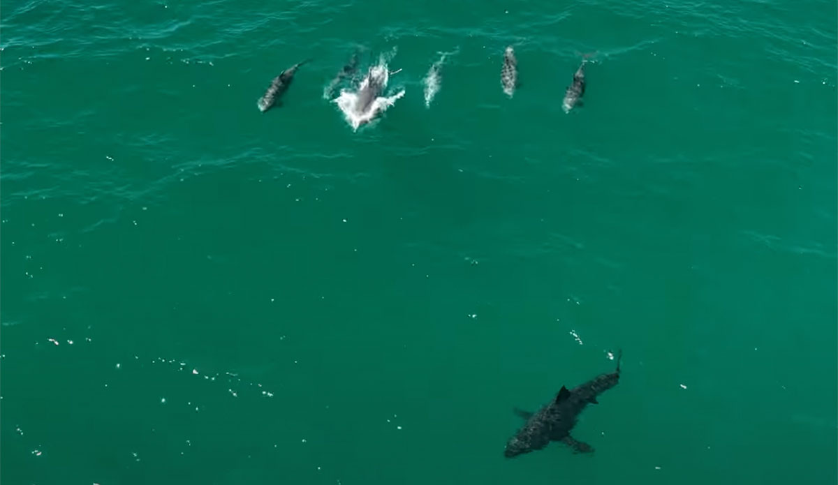 Dolphins chasing a great white shark in Southern California