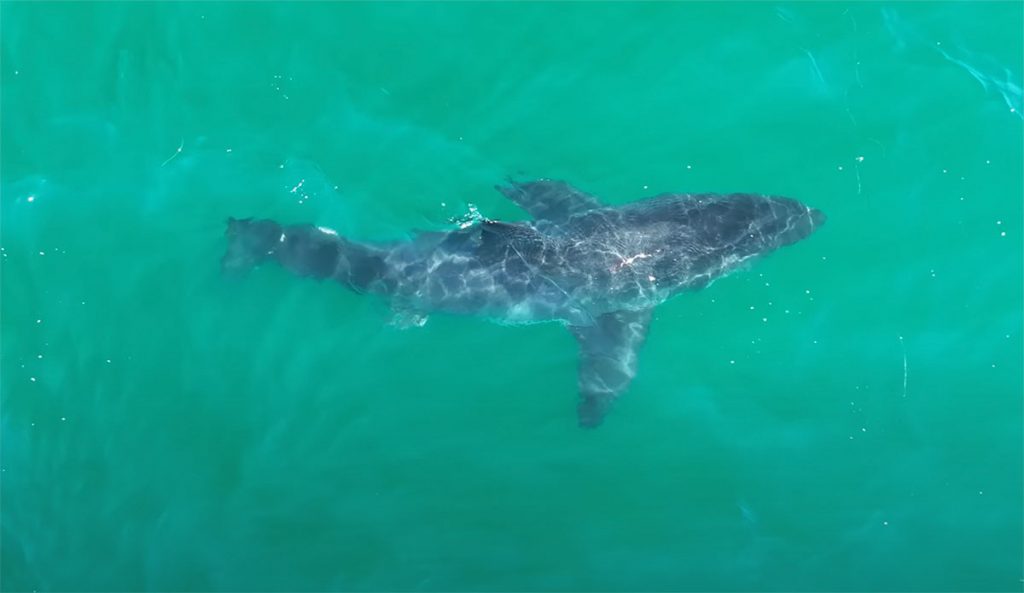 great white shark missing half of its tail fin