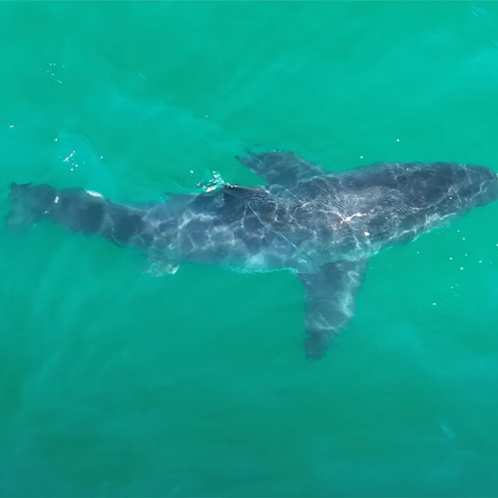 great white shark missing half of its tail fin