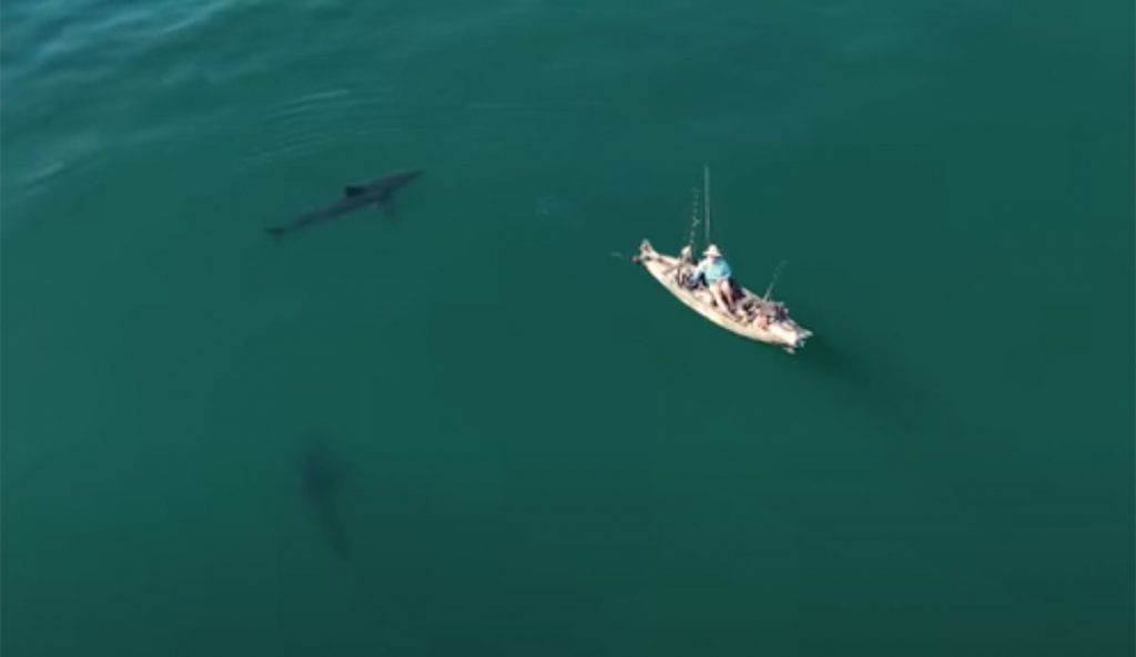 Great white shark
