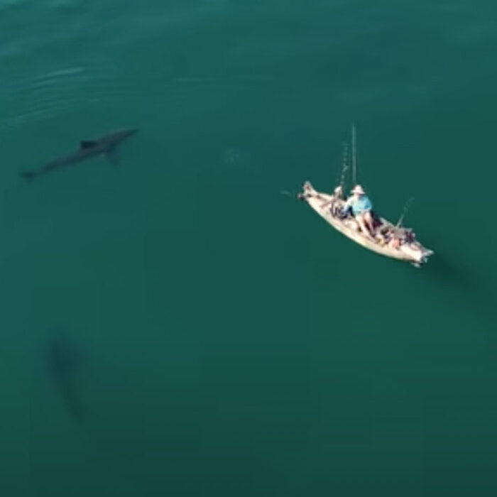 Great white shark