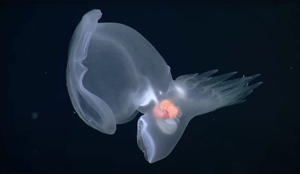 Mystery mollusc swimming in the deep sea