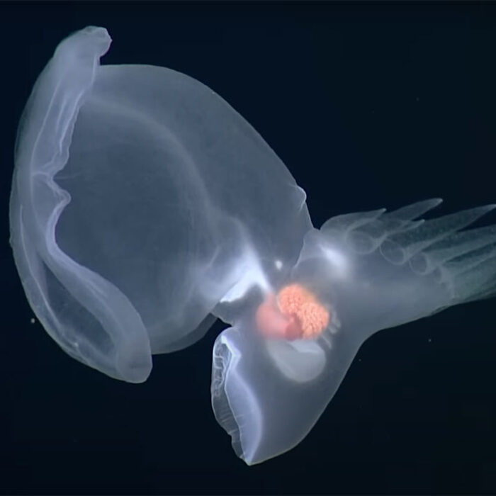 Mystery mollusc swimming in the deep sea