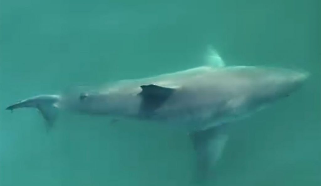 Great White shark