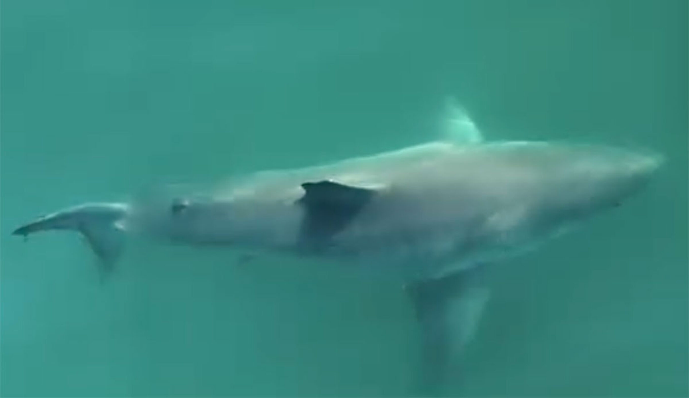 Great White shark