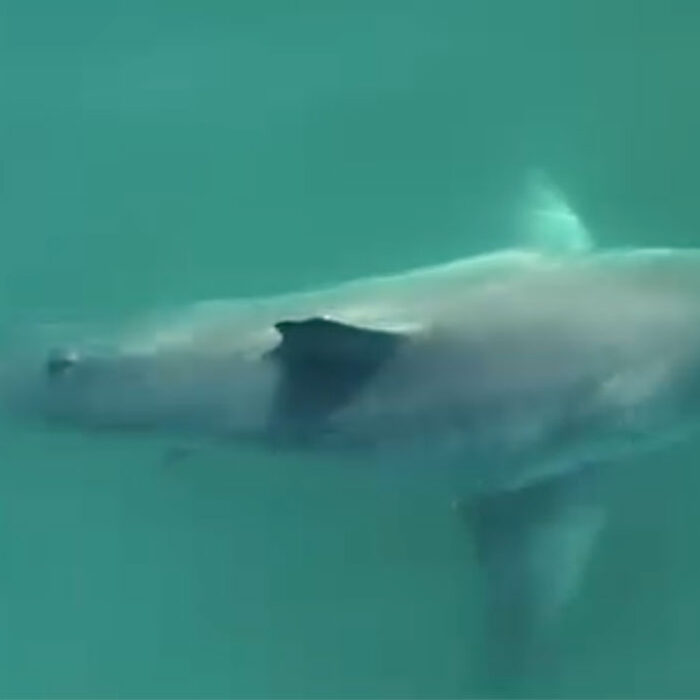 Great White shark