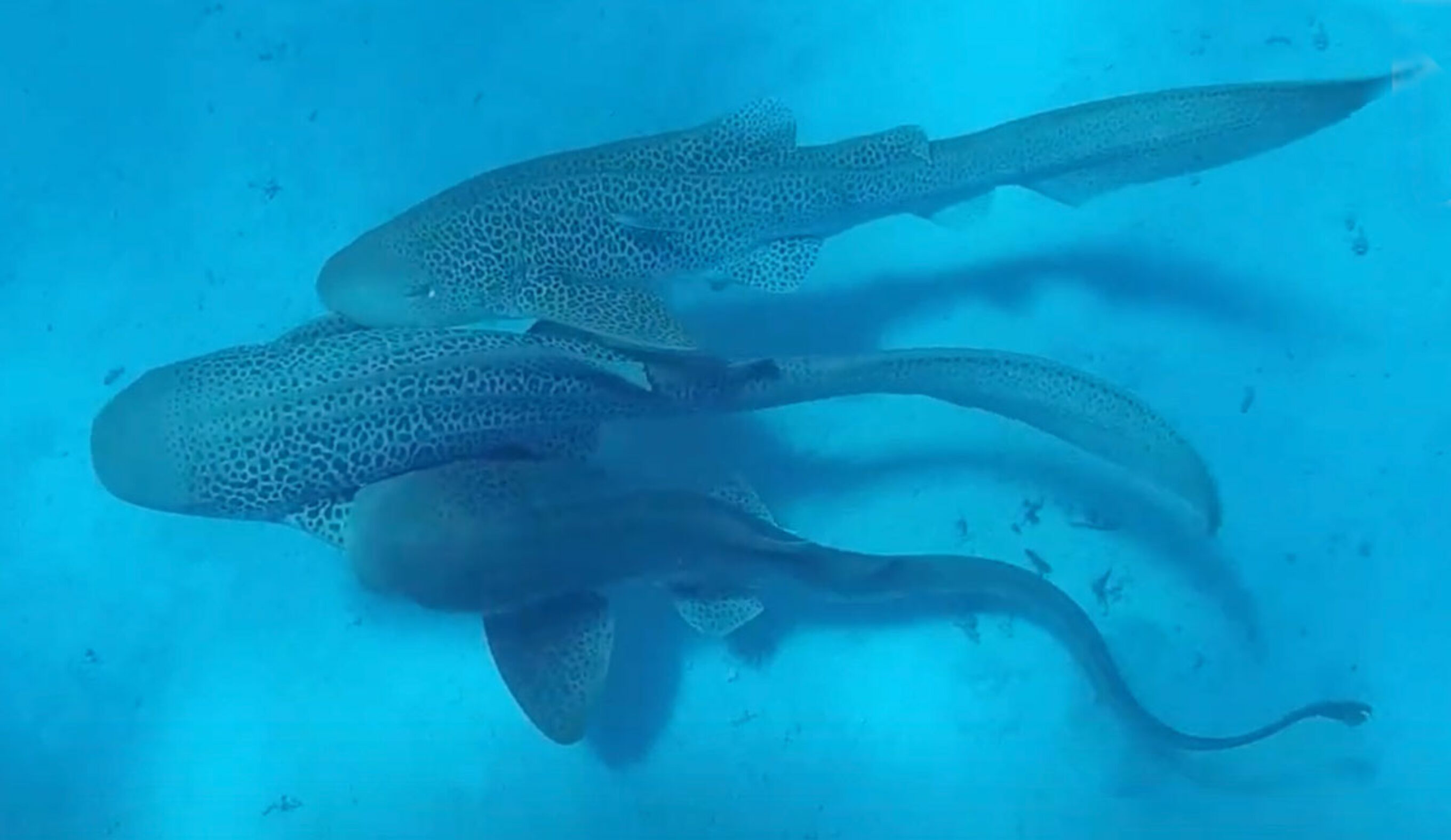 three leopard sharks mating