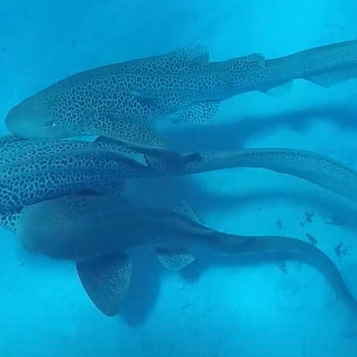 three leopard sharks mating