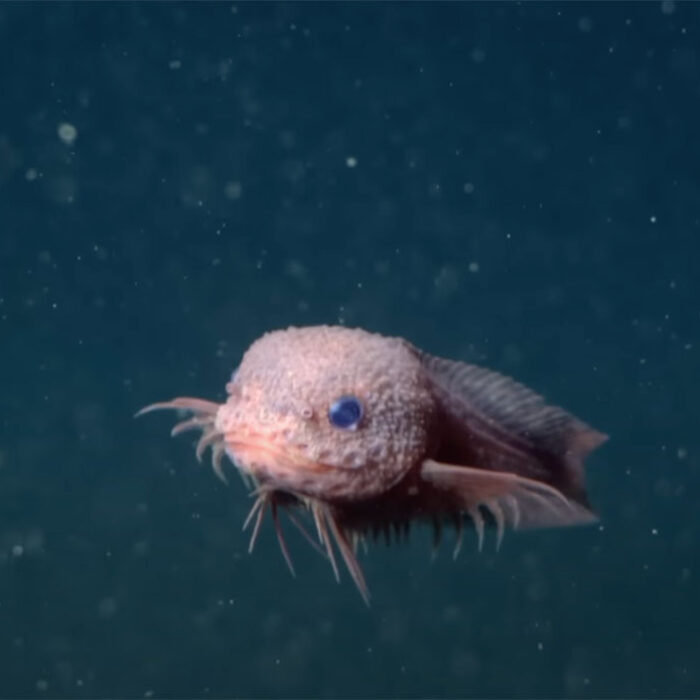 snailfish