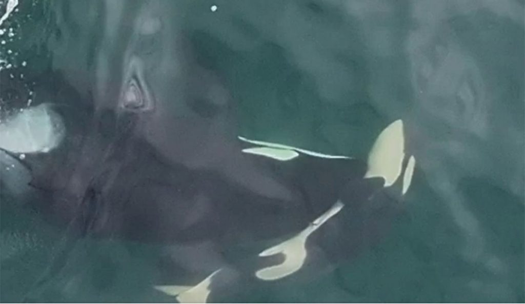 Orca mother pushing dead calf