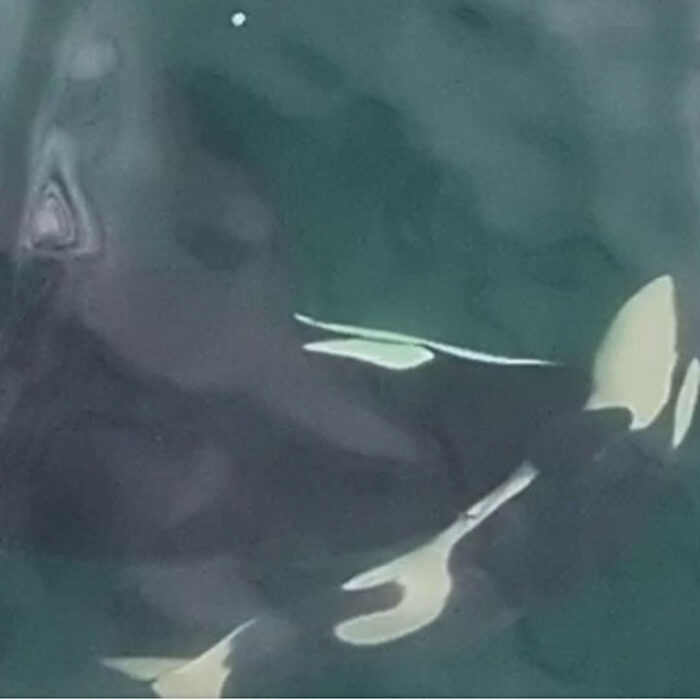Orca mother pushing dead calf