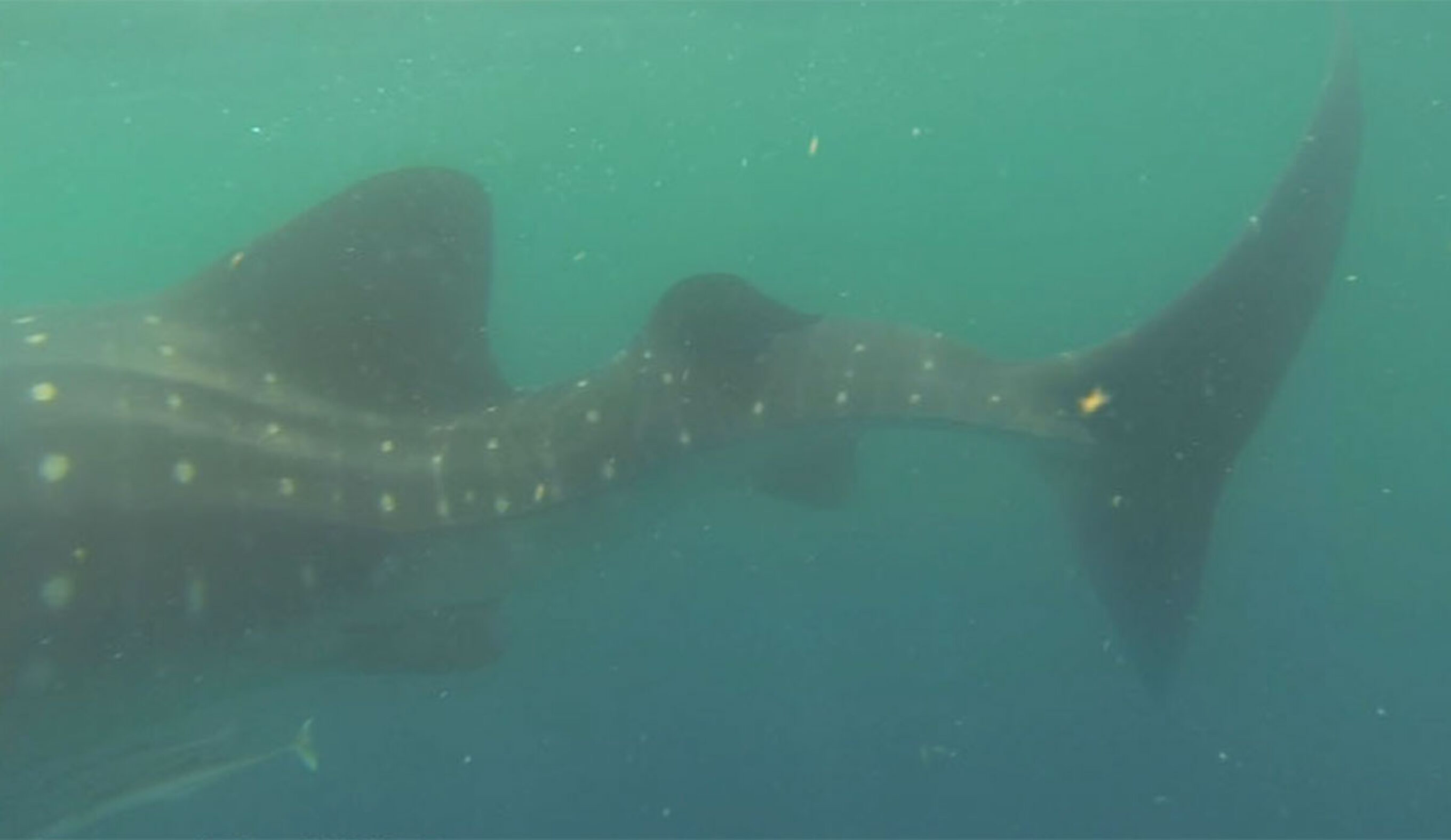 whale shark swimming with scoliosis