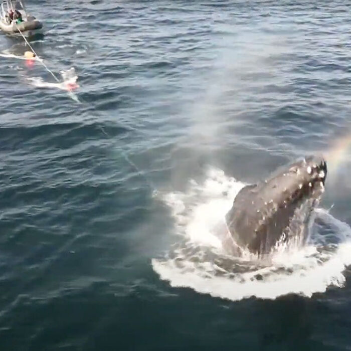 Humpback whale Fader being freed from fishing gear entanglement