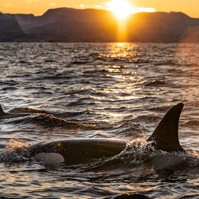 forever chemicals found in killer whale blubber in the Arctic