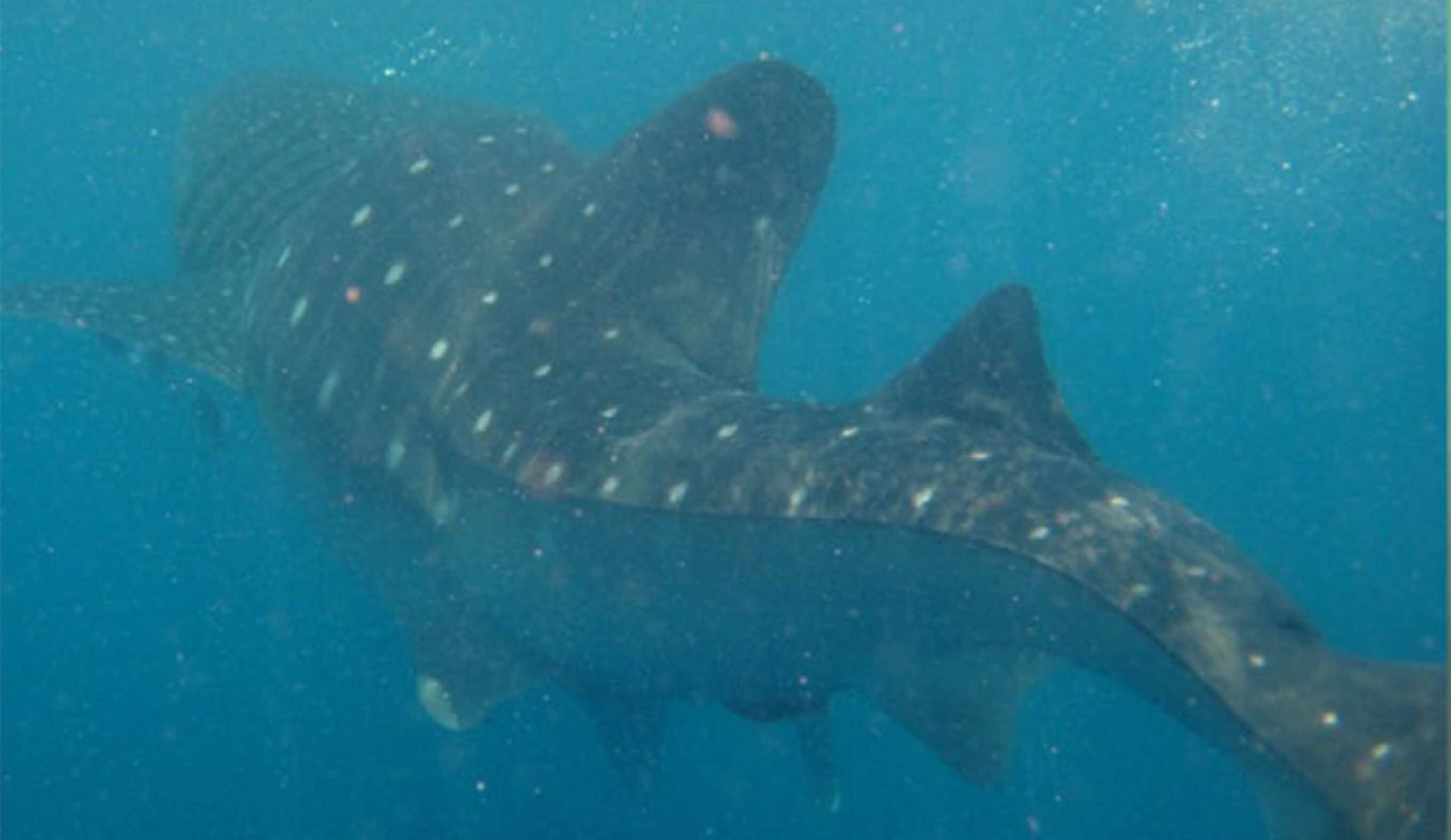 whale shark with spinal deformity