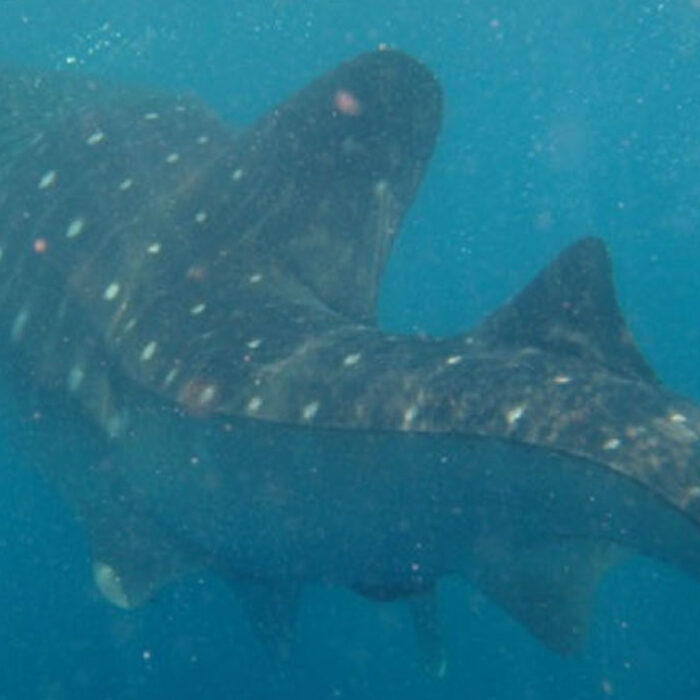 whale shark with spinal deformity