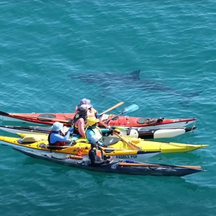 great white shark circling kayakers in Australia