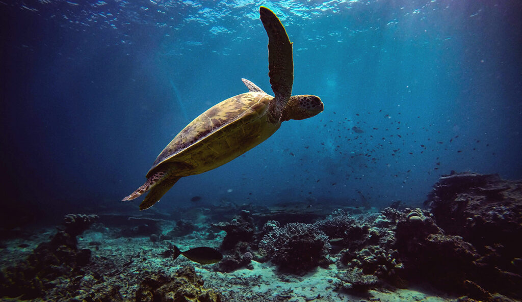 Green Sea Turtles No Longer Considered Endangered in Conservation Milestone