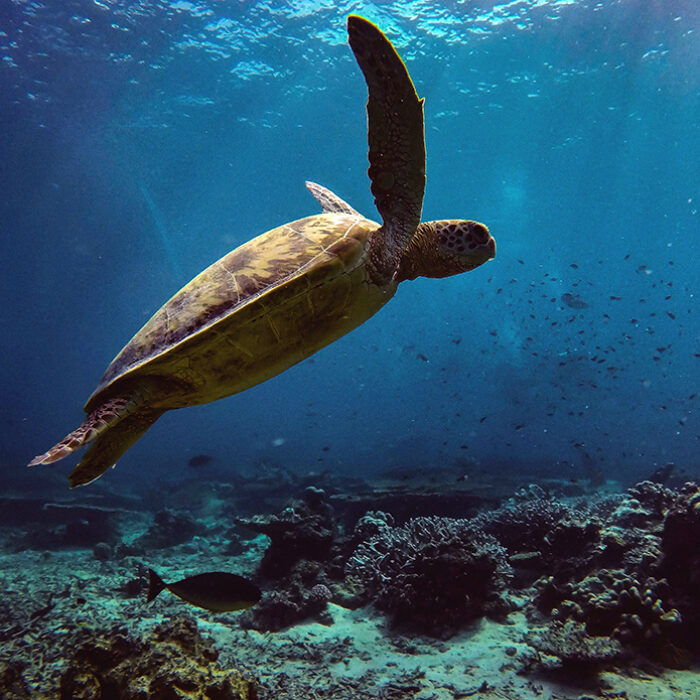 Green Sea Turtles No Longer Considered Endangered in Conservation Milestone