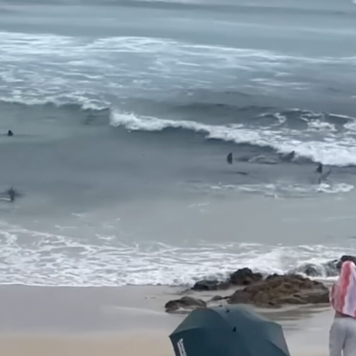Shark Feeding frenzy at Snapper Rocks.