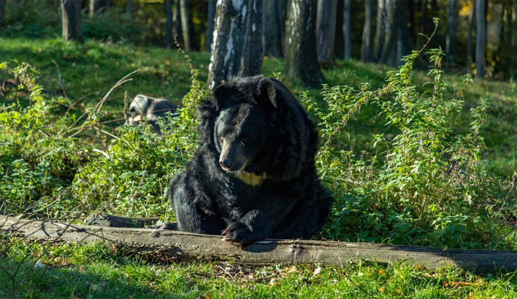 bear attacks in Japan are on the rise