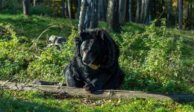 bear attacks in Japan are on the rise