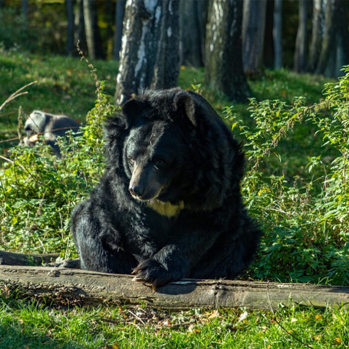 bear attacks in Japan are on the rise