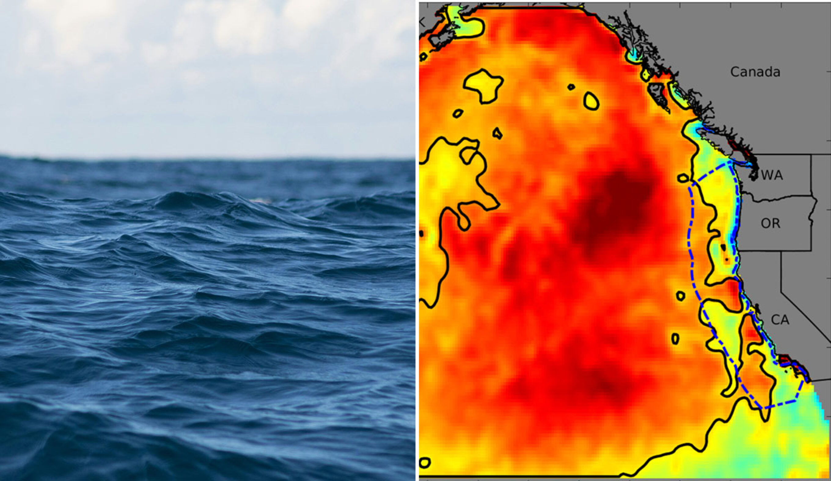 The Blob Marine heatwave in the northern Pacific Ocean