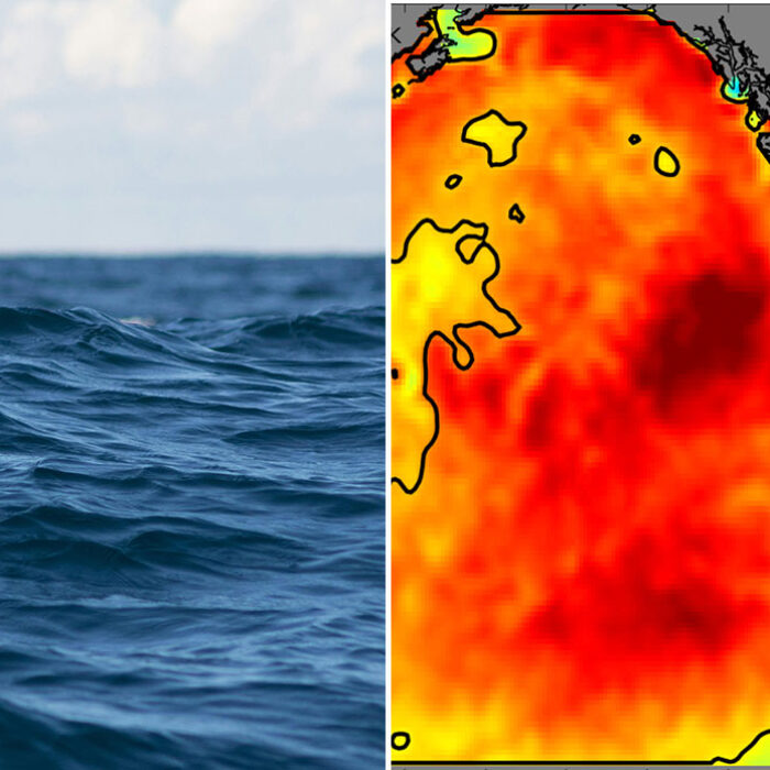 The Blob Marine heatwave in the northern Pacific Ocean