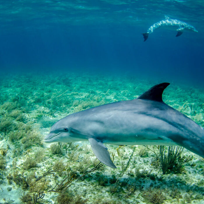 dolphins swimming in the ocean