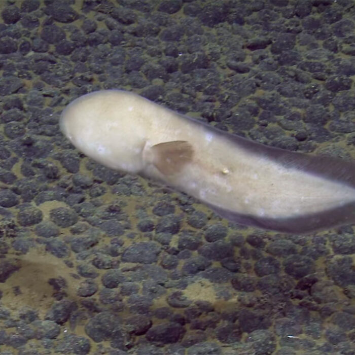 faceless eel filmed swimming at 13,000 feet off the Cook Islands