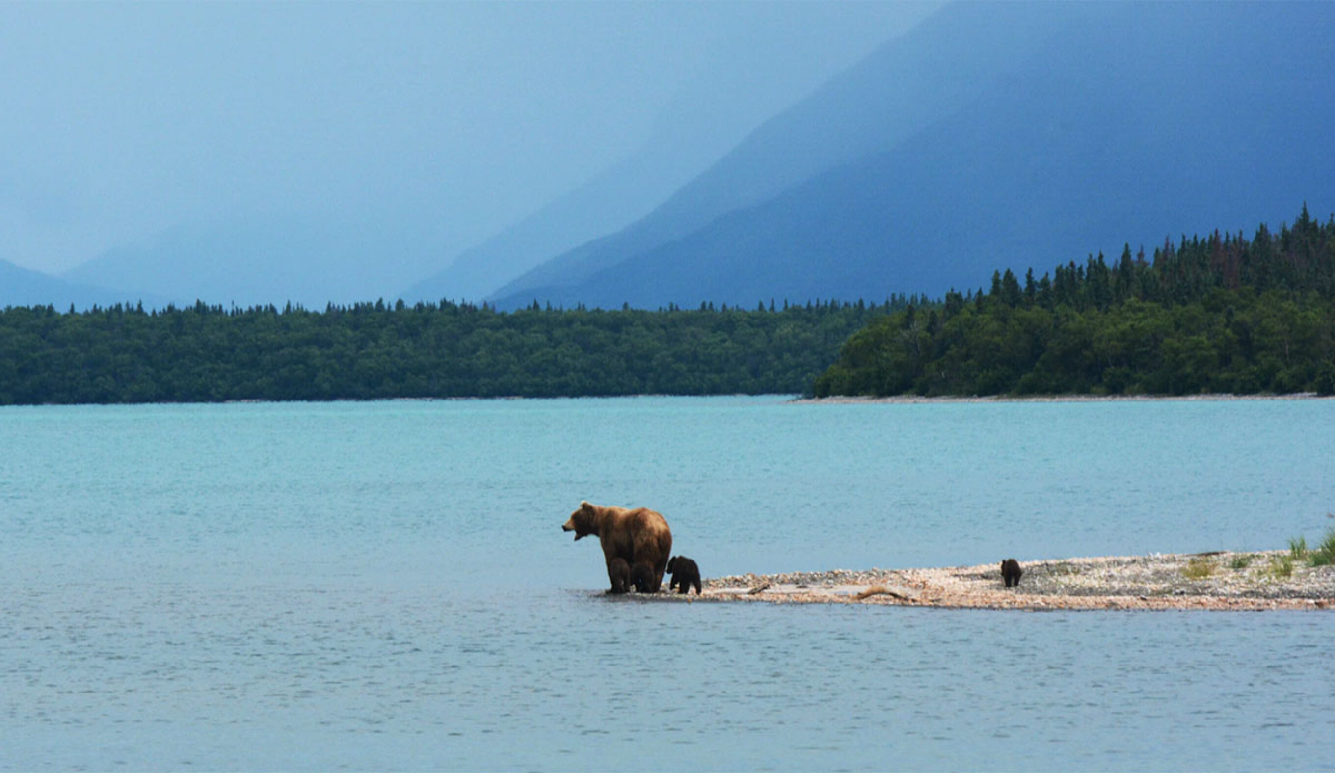 Elk hunter dies after sow grizzly with cubs attacks him
