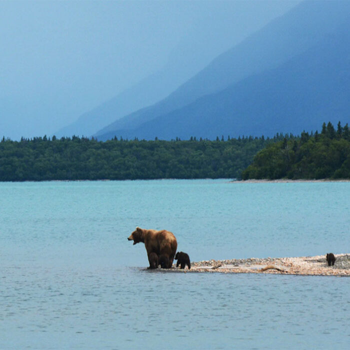 Elk hunter dies after sow grizzly with cubs attacks him