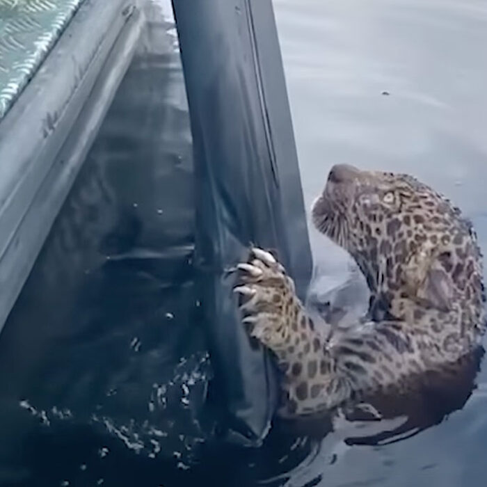 jaguar rescued from Brazilian river