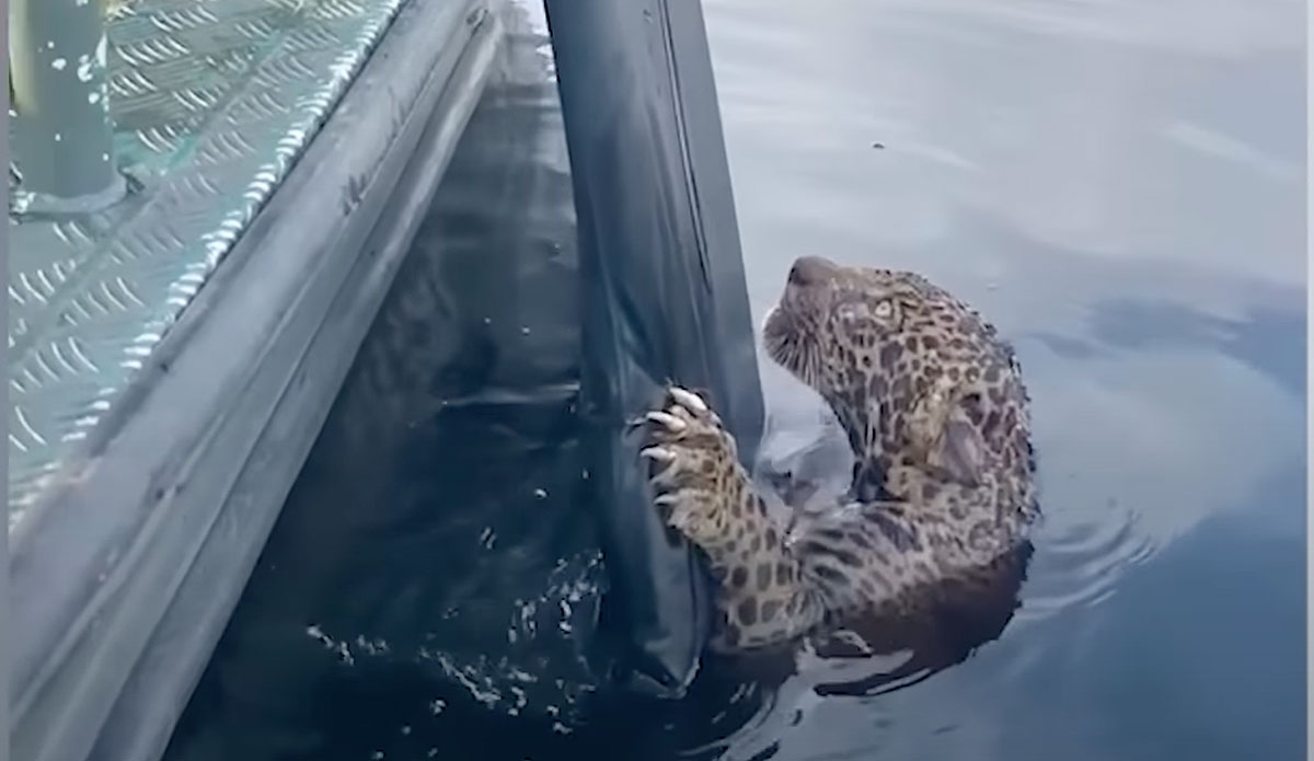 jaguar rescued from Brazilian river