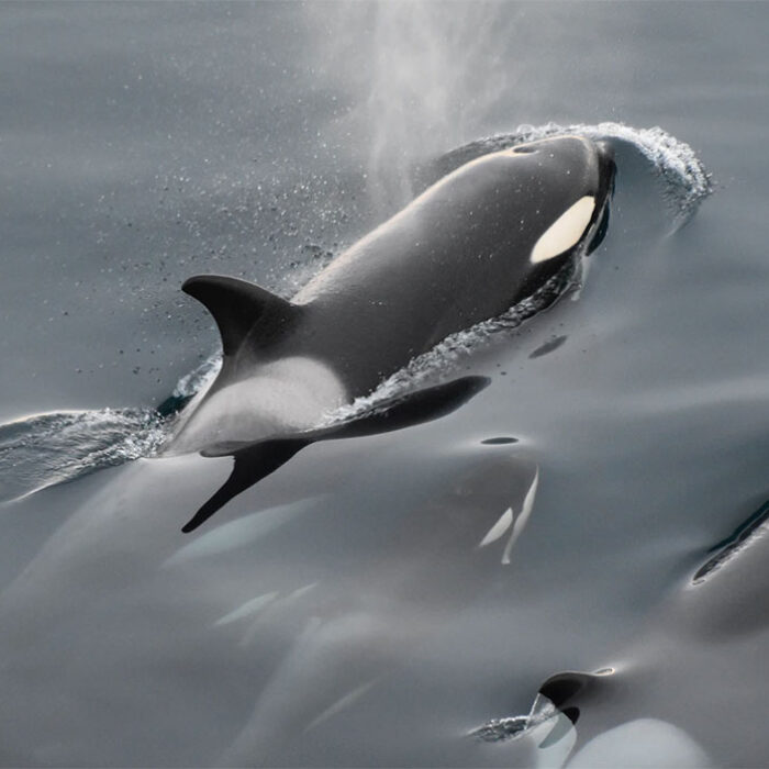 orcas attacking boats