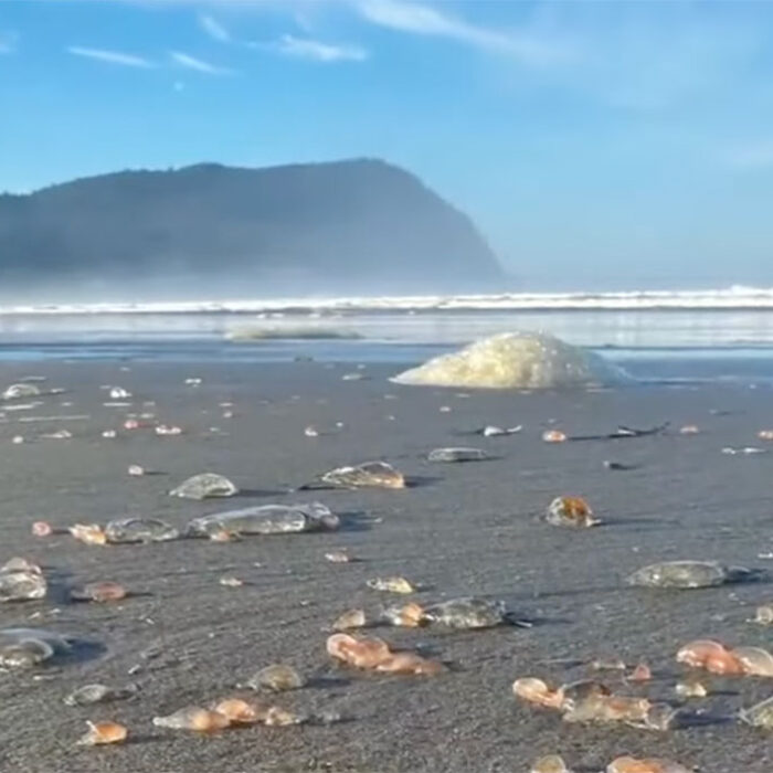 Sea cucumbers on the beach in Seaside, Oregon