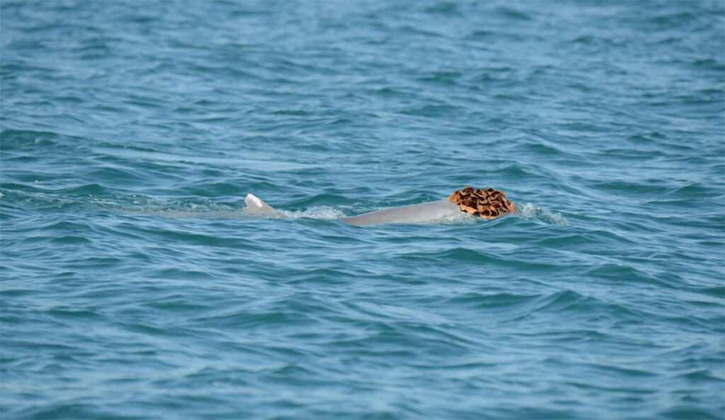 humpback dolphin with sea sponge on its head